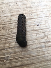 Spodoptera latifascia