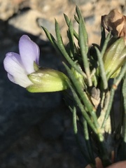Psoralea sordida