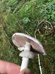 Agaricus sylvaticus