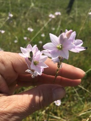 Ixia orientalis
