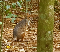 Thylogale stigmatica