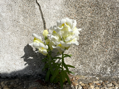 Antirrhinum