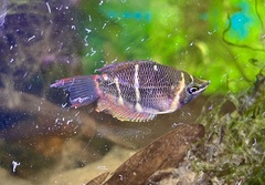 Sphaerichthys osphromenoides