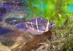 Sphaerichthys osphromenoides