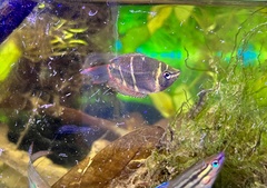 Sphaerichthys osphromenoides