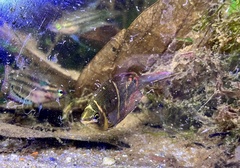 Sphaerichthys osphromenoides