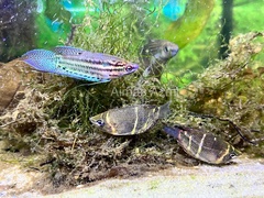 Sphaerichthys osphromenoides