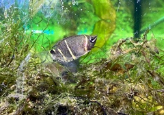 Sphaerichthys osphromenoides