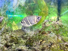 Sphaerichthys osphromenoides