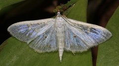 Palpita