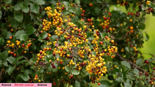 Anacua