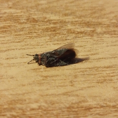 Arocatus melanocephalus