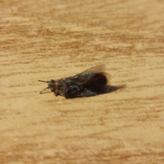 Arocatus melanocephalus