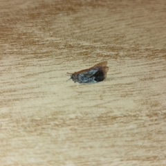 Arocatus melanocephalus