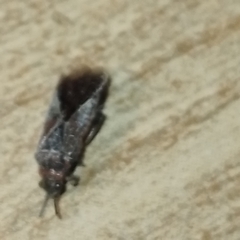 Arocatus melanocephalus