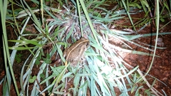 Sphaerotheca breviceps