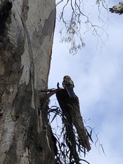 Platycercus elegans flaveolus