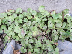 Hydrocotyle moschata moschata