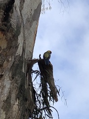 Platycercus elegans flaveolus