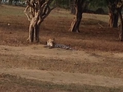 Panthera pardus kotiya