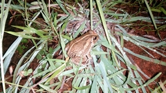 Sphaerotheca breviceps