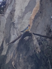 Platycercus elegans flaveolus