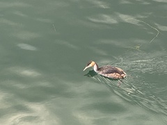 Podiceps cristatus