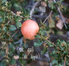 Andricus quercuscalifornicus