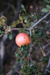 Andricus quercuscalifornicus