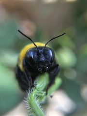 Xylocopa appendiculata