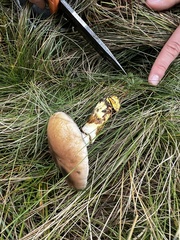 Gomphidius glutinosus