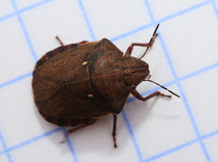 Eurygaster testudinaria