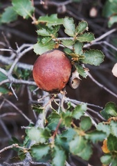 Andricus quercuscalifornicus