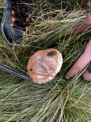 Gomphidius glutinosus