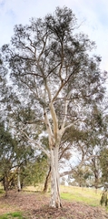 Eucalyptus mannifera