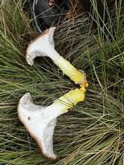 Gomphidius glutinosus