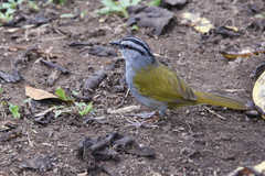 Arremonops conirostris