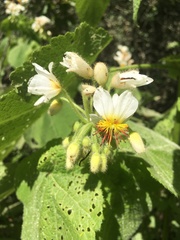 Sparrmannia africana