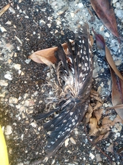 Dendrocopos major