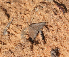 Scopula lydia