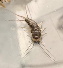Lepismatidae