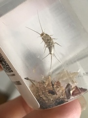 Lepismatidae