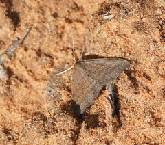 Scopula lydia