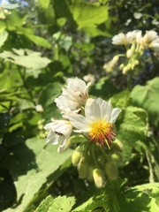 Sparrmannia africana