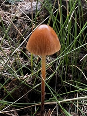 Conocybe tenera