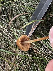 Conocybe tenera