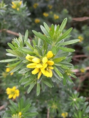 Genista linifolia