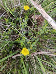 Hibbertia exutiacies