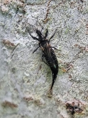 Phlaeothripidae