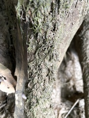 Rhynchostegium riparioides